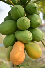 papaya fruit on papaya tree in farm.