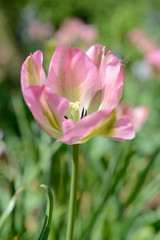 Fototapeta premium Tulips