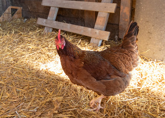 Rhode Island Red Chicken Inside Large Coop