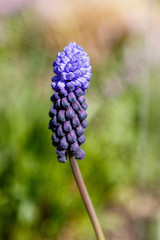 Muscari latifolium Kirk is spring bulbous flowers in garden