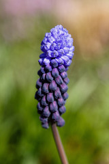 Muscari latifolium Kirk is spring bulbous flowers in garden