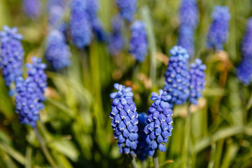 Muscari flowers, Muscari armeniacum, Grape Hyacinths spring flowers blooming in april and may. Muscari armeniacum plant with blue flowers.