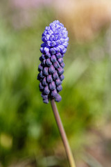Muscari latifolium Kirk is spring bulbous flowers in garden