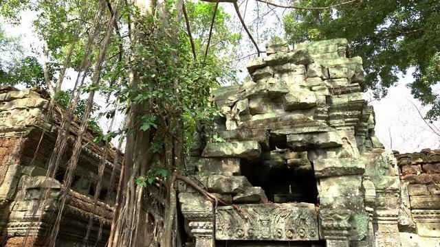 4K, Ta Prohm temple with strangler fig. Famous spung tree growing in temples ruins of Cambodia. Tetrameles nudiflora. Angkor Thom with ancient architecture is a popular tourist attraction of Asia.-Dan