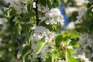 blooming tree in the garden