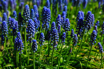 Muscari flowers, Muscari armeniacum, Grape Hyacinths spring flowers blooming in april and may. Muscari armeniacum plant with blue flowers.