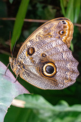Fototapeta premium Morphos butterfly