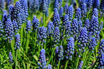 Muscari flowers, Muscari armeniacum, Grape Hyacinths spring flowers blooming in april and may. Muscari armeniacum plant with blue flowers.
