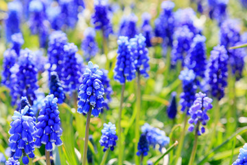 Muscari flowers, Muscari armeniacum, Grape Hyacinths spring flowers blooming in april and may. Muscari armeniacum plant with blue flowers.