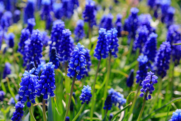 Muscari flowers, Muscari armeniacum, Grape Hyacinths spring flowers blooming in april and may....