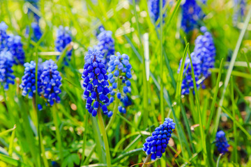 Muscari flowers, Muscari armeniacum, Grape Hyacinths spring flowers blooming in april and may. Muscari armeniacum plant with blue flowers.