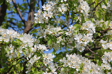 blooming tree in the garden