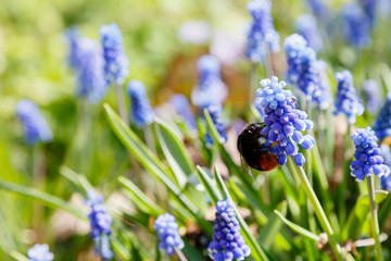Bumblebee on Muscari flowers, Muscari armeniacum, Grape Hyacinths spring flowers blooming in april and may. Muscari armeniacum plant with blue flowers.