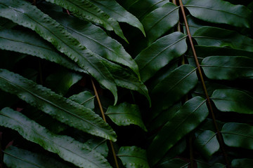 close up detail of green tree leaf in the jungle