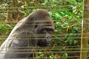 Gorillas in the reserve. Cameroon, near Yaounde