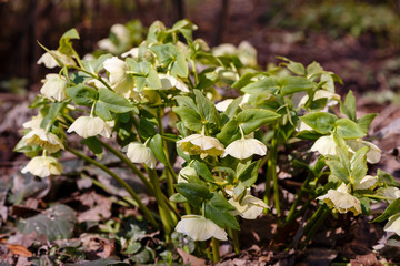 Hellebore in bloom. Blossom of Christmas roses  in garden