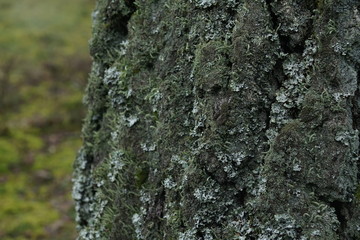 Birch trees with bark in black and white