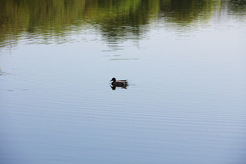 duck on the lake