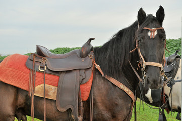 Horse with a Saddle