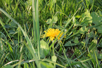 yellow flower in the grass