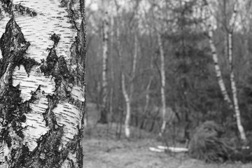 Fototapeta na wymiar Birch trees with bark in black and white