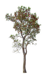 Obraz premium tree collections on a white background