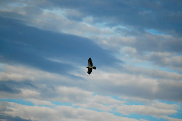 Swainson's Hawk Soaring in the Sky