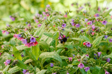 Pulmonaria (lungwort) in spring garden. Bumblebee on the flowers of lungwort. Floral spring background with purple and pink flowers. Medicinal plants in the garden.