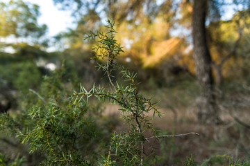 Plants in the forest