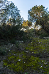 Plants in the forest