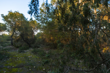 Plants in the forest