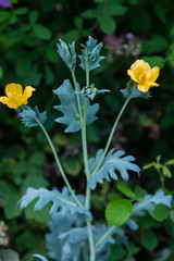 Yellow horned poppy, or Glaucium flavum plant with flowers