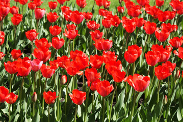Fototapeta premium Multi-colored tulips in the park, flowers in the garden, spring.