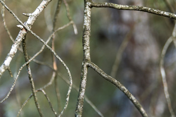 Dry branches