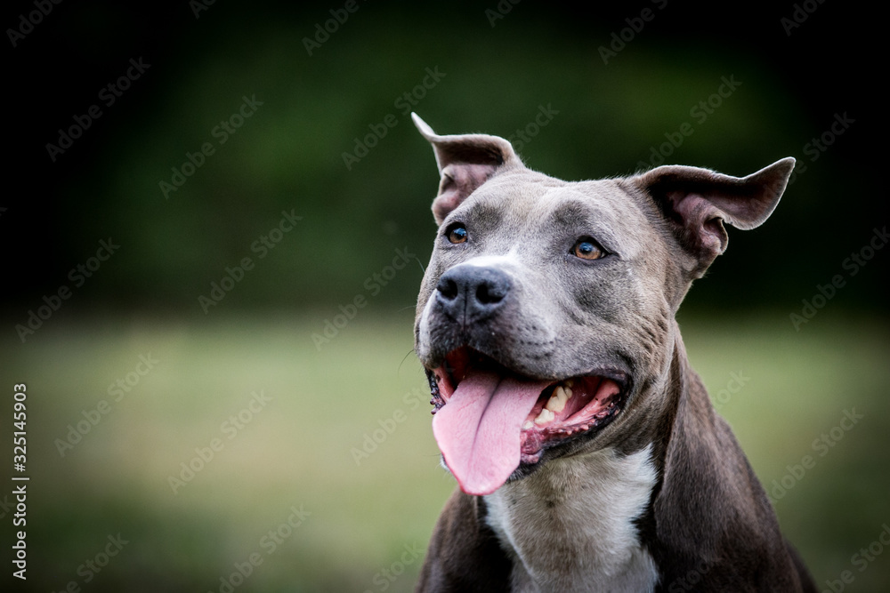 Poster american staffordshire terrier puppy posing otside in the park.