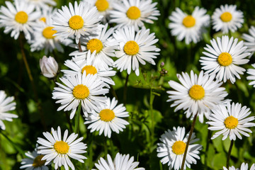 Fototapeta premium Flowering of daisies. Wild Bellis perennis flowers, white blossoms with yellow center. Common daisies close up. Lawn daisy or English daisy blooming in meadow. Asteraceae family.
