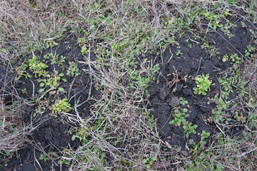  realistic texture of grass and soil