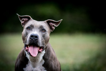 american staffordshire terrier puppy posing otside in the park.