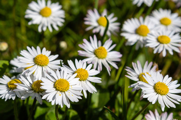 Obraz na płótnie Canvas Flowering of daisies. Wild Bellis perennis flowers, white blossoms with yellow center. Common daisies close up. Lawn daisy or English daisy blooming in meadow. Asteraceae family.