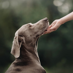 weimaraner posing outdoors in summer with owner touching the dog