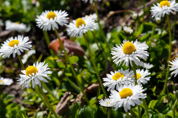 Fototapeta premium Flowering of daisies. Oxeye daisy, Leucanthemum vulgare, Daisies, Dox-eye, Common daisy, Dog daisy, Moon daisy. Gardening concept