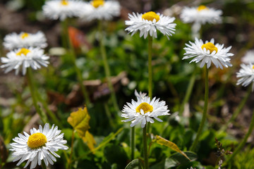 Flowering of daisies. Oxeye daisy, Leucanthemum vulgare, Daisies, Dox-eye, Common daisy, Dog daisy, Moon daisy. Gardening concept
