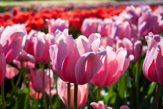 tulipani di Sardegna
