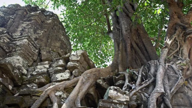4K, Ta Som gopura, door with strangler fig. Famous spung tree growing in temple ruins. Tetrameles nudiflora. Ancient architecture of Angkor Thom Cambodia. Popular tourist attraction of Asia.-Dan