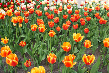 Multi-colored tulips in the park, flowers in the garden, spring.