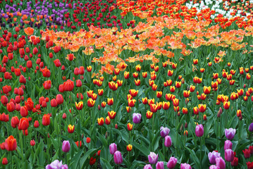 Multi-colored tulips in the park, flowers in the garden, spring.
