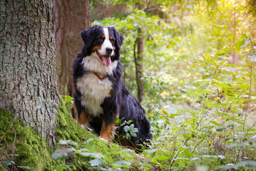 Bernese mountain dog stand on grass. Portrait of bernese.