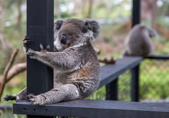 koala in a tree