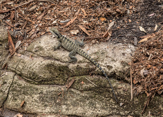 lizard on a rock