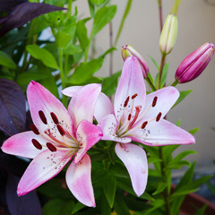 Beautiful oriental hybrids in bloom. Growing bulbous oriental lilies in the garden. Bright flower of oriental hybrids. 